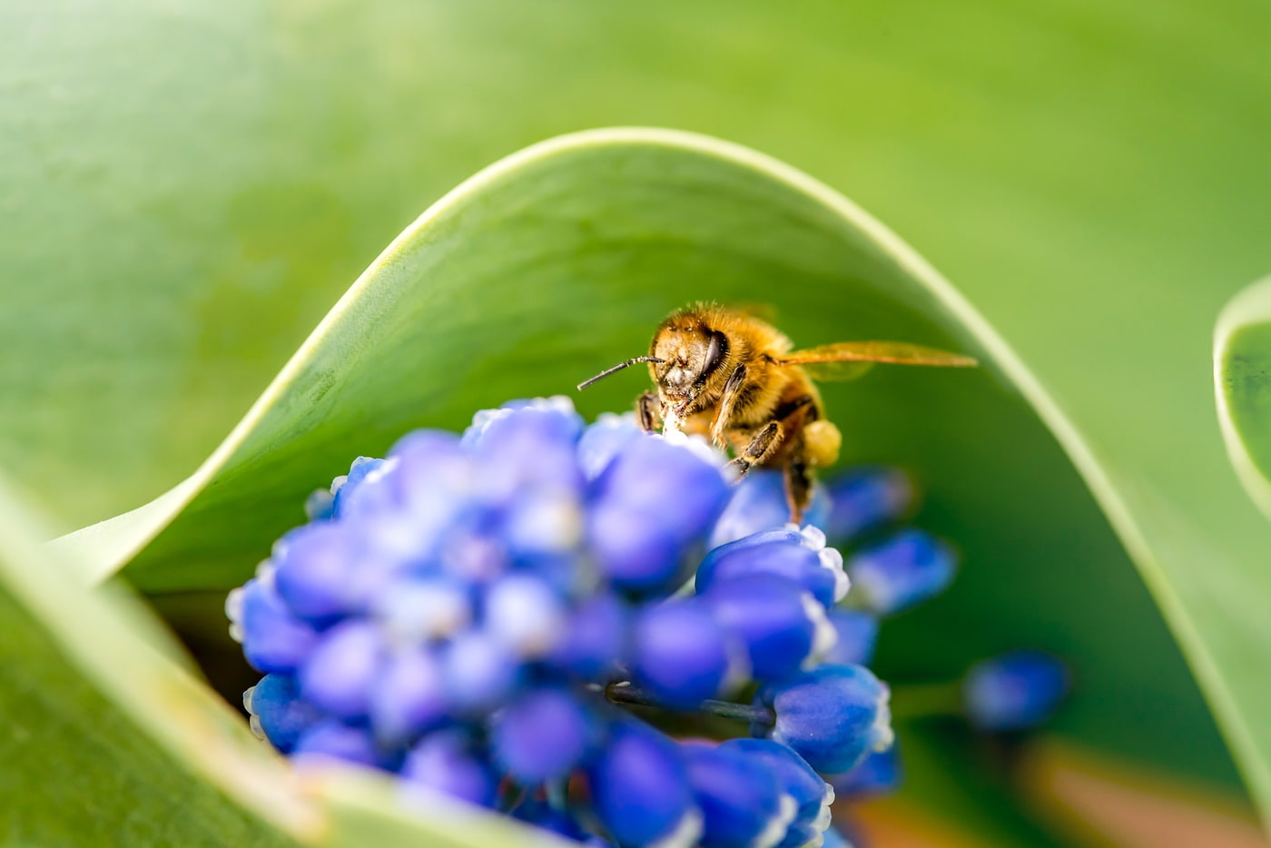 Biene auf blauer Blüte beim Pollensammeln