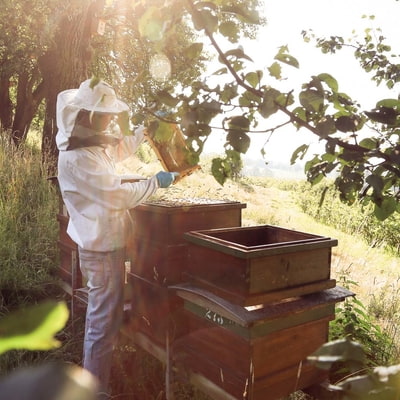 Imker in speziellem Anzug vor Bienenstöcken mit Wabe in der Hand