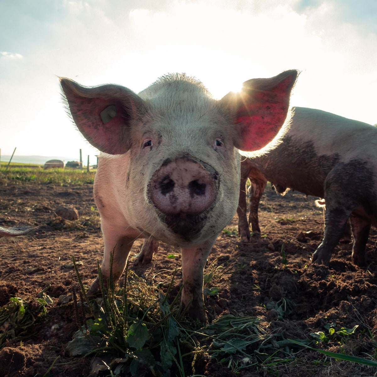 Schweine auf dem Feld